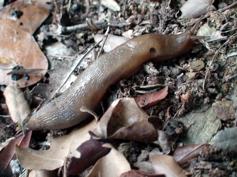 Limax cf. corsicus dall''Argentario (GR)